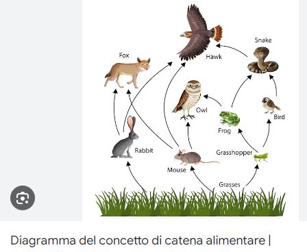 Questa immagine ha l'attributo alt vuoto; il nome del file è psr5catena-alimentareJPG-1.jpg
